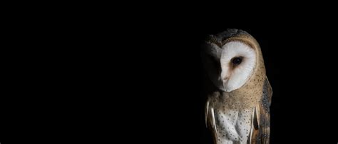 The Owl And The Moon Ecology And Evolution Community