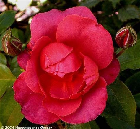 Plantfiles Pictures Floribunda Rose Hot Cocoa Rosa By Califsue