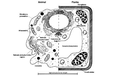 5 Ilustración Esquemática De Una Célula Eucariota Este Esquema Se