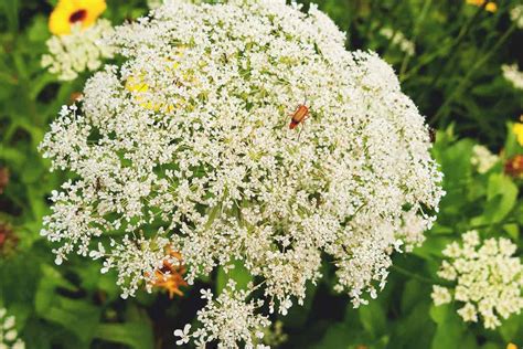 Angelica Varieties Planting Guide Care Problems And Harvest