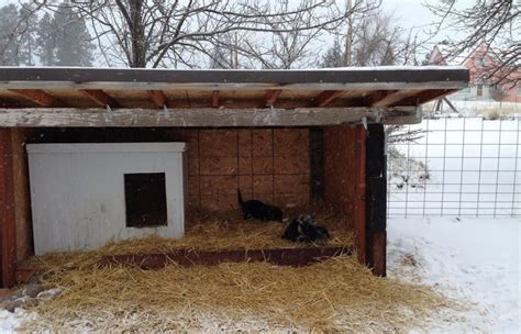 As much as possible, let the sun in when it has a chance to warm up the house. DIY Cold Weather Dog House: What to Know