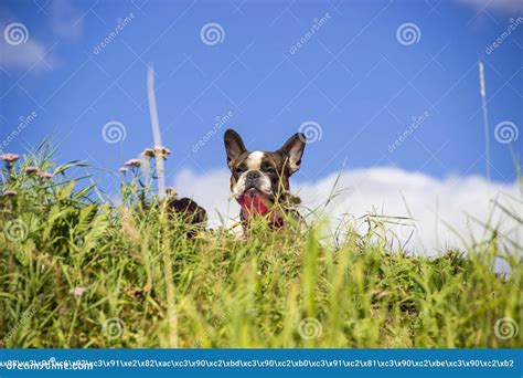 A French Bulldog Walking In A Field Stock Image Image Of Plant Green