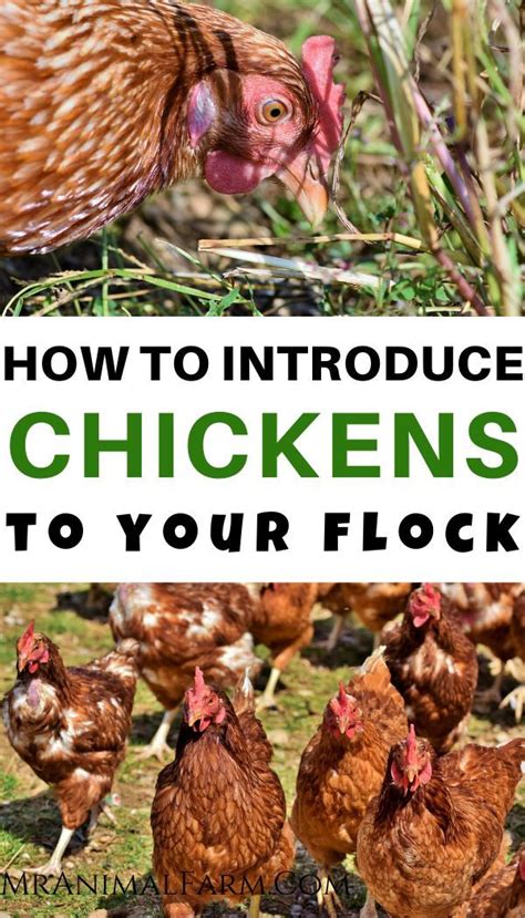 Introducing New Chickens To The Flock A How To Guide In 2020