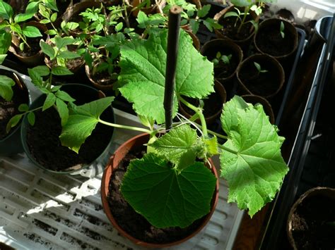 Container Cucumbers Information On Growing Cucumbers In Pots