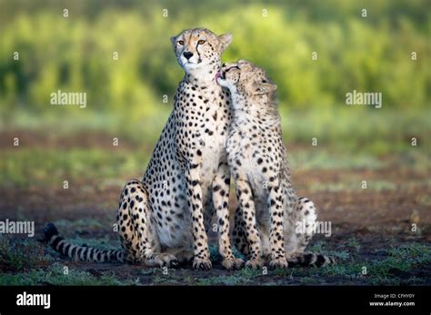 Female Cheetah With Two Cubs Hi Res Stock Photography And Images Alamy
