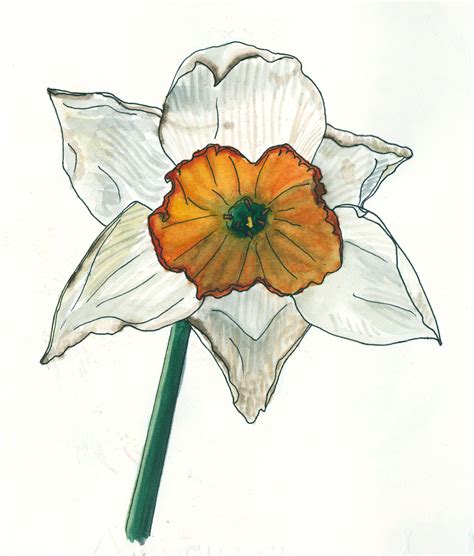 Daffodil Mostly Drawing