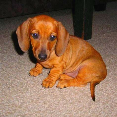 Maybe you would like to learn more about one of these? Love those baby wrinkles on the wee small legs!!! | Dachshund love, Weenie dogs, Wiener dog
