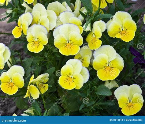 Yellow Pansy Flowers Stock Image Image Of Beautiful 31510513