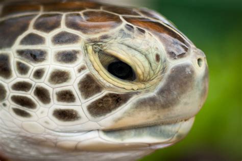 Find over 100+ of the best free turtle images. Sea Turtle Close Up | To me this sea turtle looks like ...