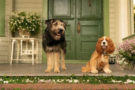 As a remake of the 1955 walt disney productions feature film of the same name. Disney+ Lady and The Tramp Review: Updated For The Present ...