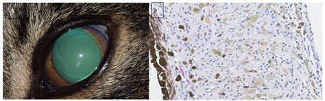 Cutaneous Melanoma In Cats Tamiko Dunning