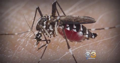 Bucks County Confirms First Case Of Zika Virus Cbs Philadelphia