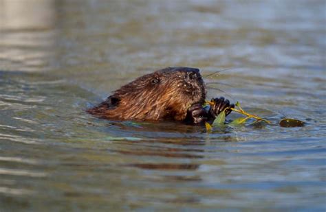 the scottish beaver on trial what s the susstainability