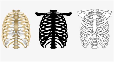 Most relevant best selling latest uploads. Rib Cage Vector at GetDrawings | Free download
