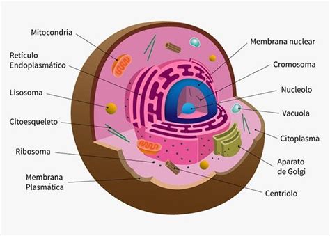 Pin De Flavia Dantas En Célula Animal Celula Eucariota Celula