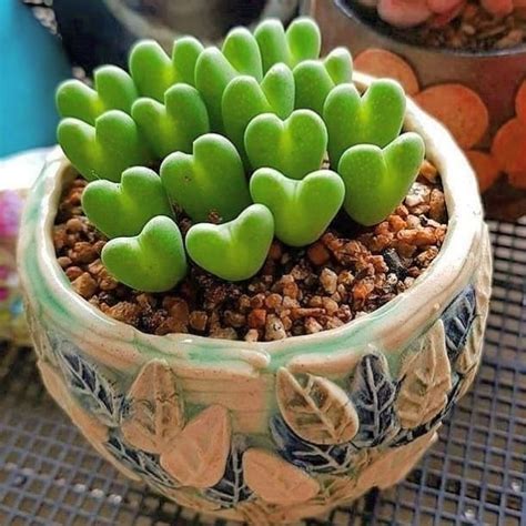 You Can Get A Succulent Plant That Looks Like Tiny Hearts
