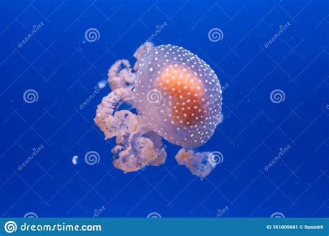 Graceful Sea Animal White Spotted Jellyfish In Blue Water Stock Image