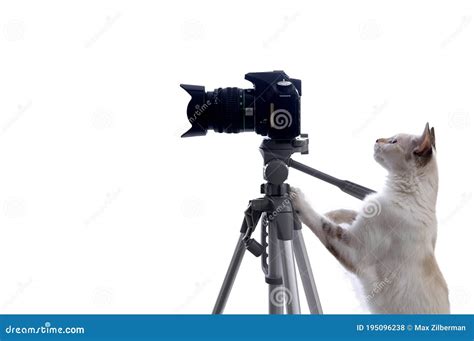 Cat Photographer With Camera On Tripod Isolated On White Background