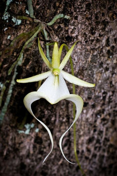 Top 10 Rarest Flower Types In The World