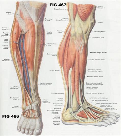 Leg Muscle Diagram Leg Muscles Diagram Zachariah Blog ç—žå®¢é