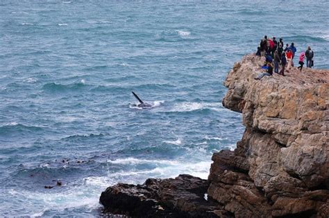 Hermanus Whale Watching Everything You Need To Know