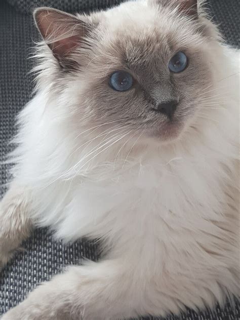 Unraveling The Mystery Of Blue Point Ragdoll Cats
