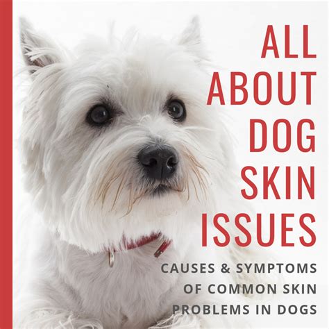 Dog Skin Disorders Causes Symptoms Types And Breeds Prone To Them