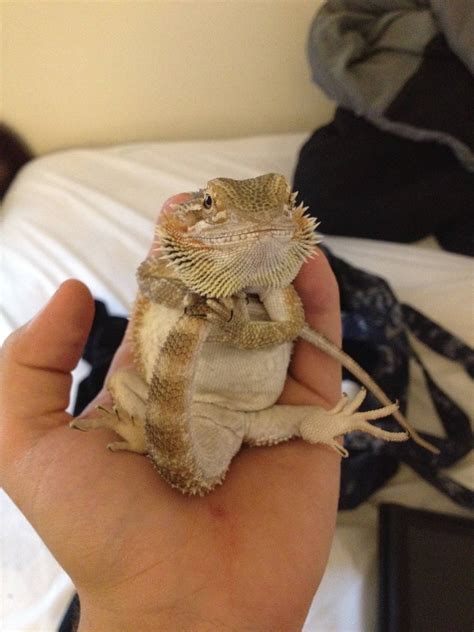 Bearded Dragon 64 Bearded Dragon Cute Bearded Dragon Funny Baby