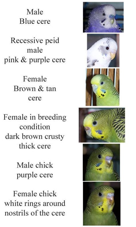 Understanding The Parakeet Gender Chart Bird Lover