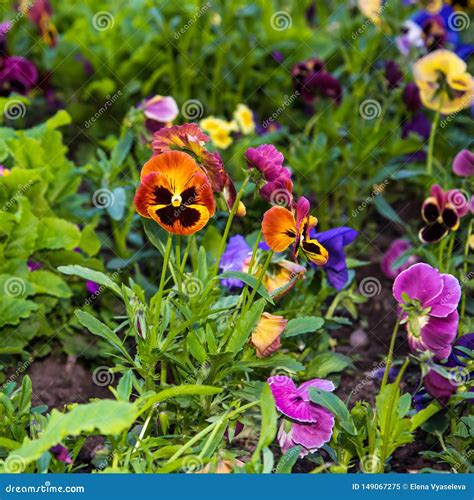 Beautiful Pansies Or Violas Growing On The Flowerbed In Garden Garden