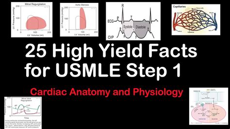 25 High Yield Facts For Usmle Step 1comlex Level 1 Cardio Anatomy And