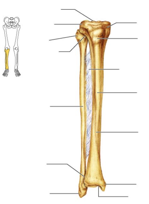 Anatomy Tibia And Fibula Diagram Quizlet