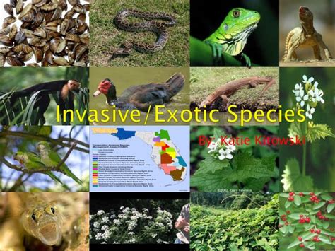 introduction of invasive species