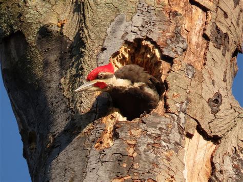 Pileated Woodpecker Nesting A Complete Guide Birdfact