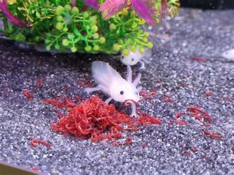 What Do Axolotls Eat Top 8 Nutritious Food Ac Aquarium Life