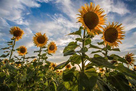 Field Of Beautiful Sunflowers At Sunset Stock Image Image Of