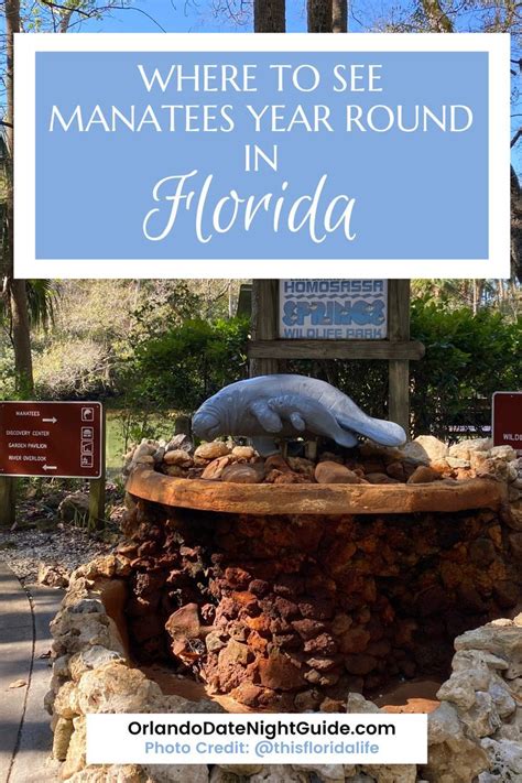 See Manatees In Florida Year Round At Homosassa Springs Wildlife Park