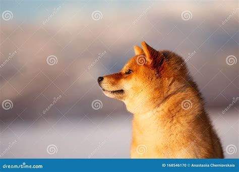 Red Shiba Inu Dog Outside At Sunset In Winter Beautiful Shiba Inu