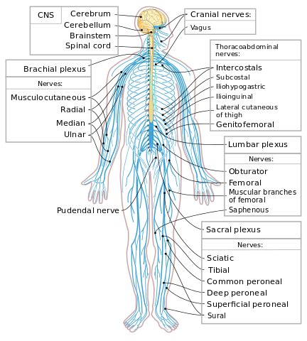 The nervous system is a complex collection of nerves and specialized cells known as neurons that transmit signals between different parts of the body. Facts about the nervous system - A Knowledge Archive