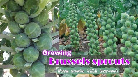 Growing Brussels Sprouts At Home How To Grow Brussels Sprouts From