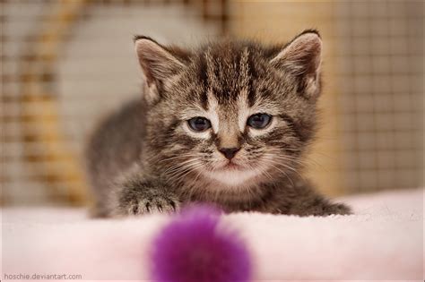 25 Cute Kitten Pictures Amazing Creatures