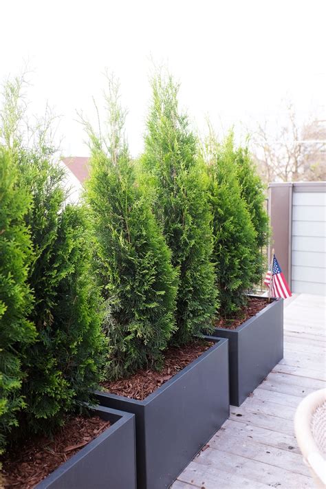 Cb2 Planters Emerald Green Arborvitae 1000 Large Outdoor Planters