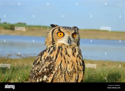Indian Eagle Owl Bubo Bengalensis Satara Maharashtra India Stock