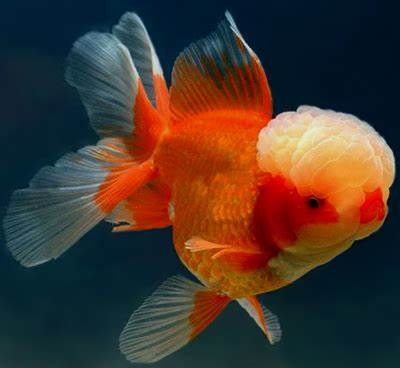 Exotic Goldfish Oranda Goldfish