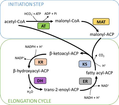 Fatty Acid Synthesis Pathway Download Scientific Diagram