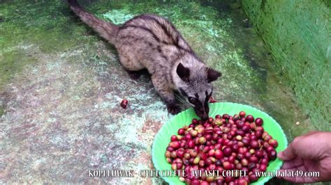 Civet Coffee Weasel Coffee Kopi Luwak Youtube