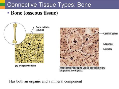 Bone Connective Tissue Diagram