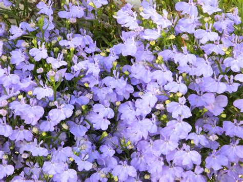 Blue Flower Background Free Stock Photo Public Domain Pictures