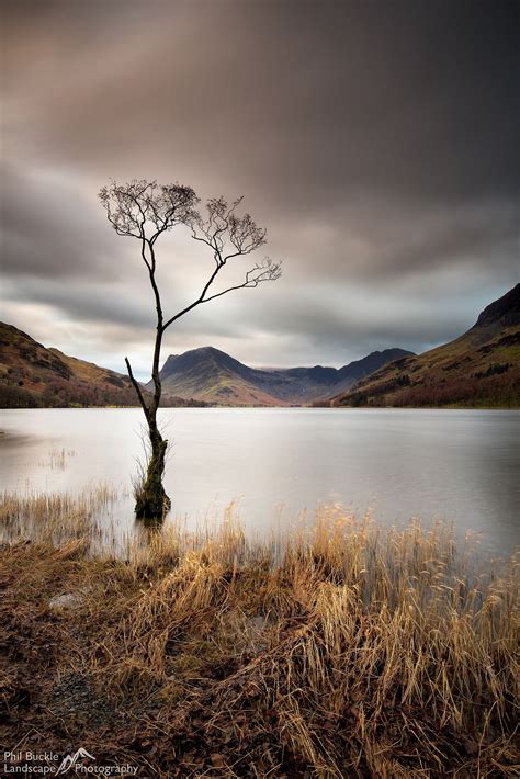Buttermere Lone Tree Dawn Long Exposure Of The Lone Tree On The