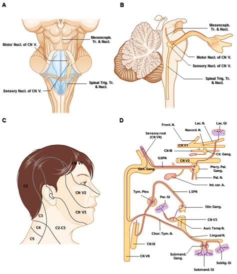 Trigeminal Nerve The Neurosurgical Atlas By Aaron Cohen Gadol M D